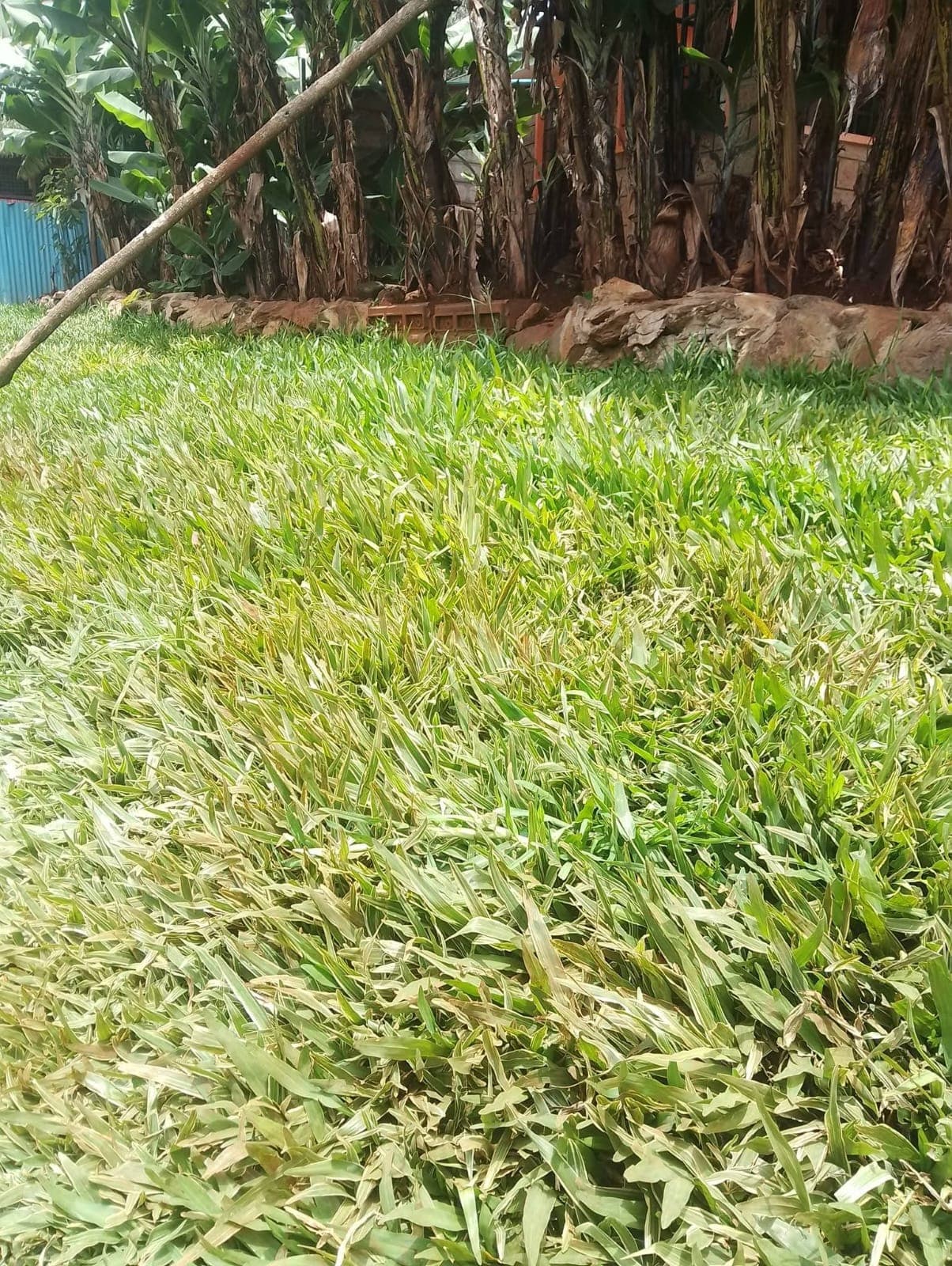 Variegated Pemba Grass 1