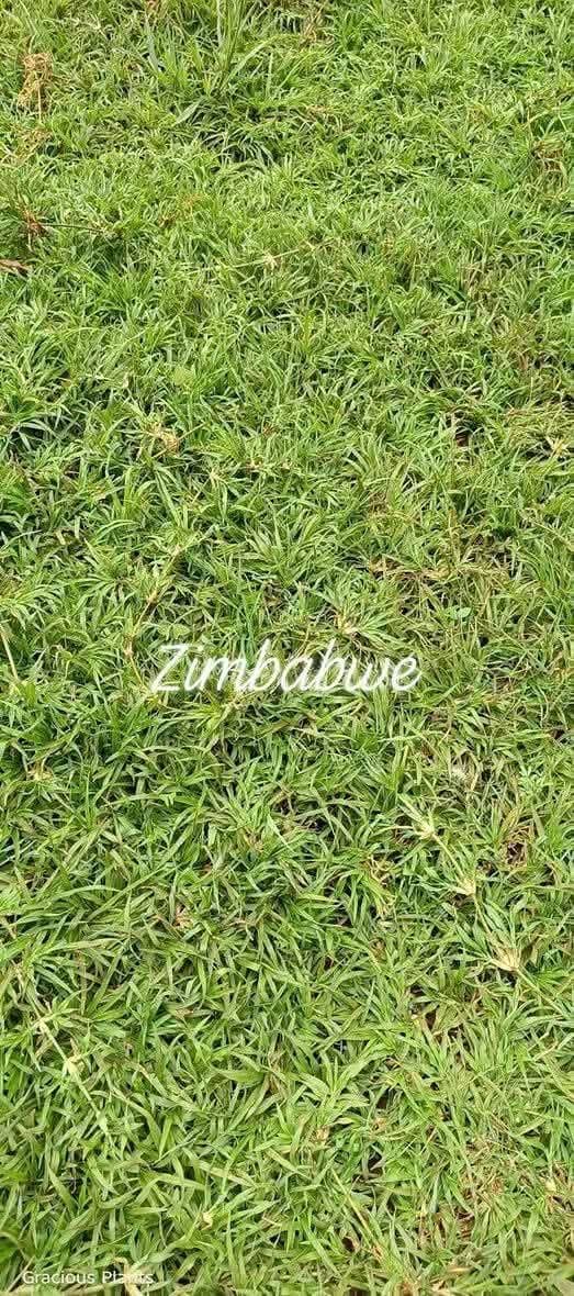 Zimbabwe Grass
