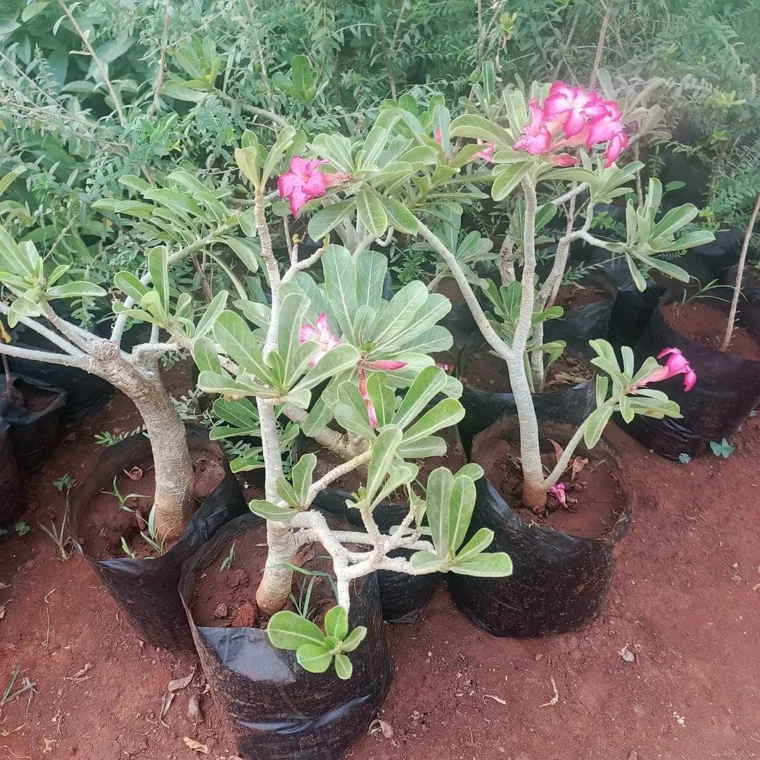 Adenium obesum (Desert Rose)