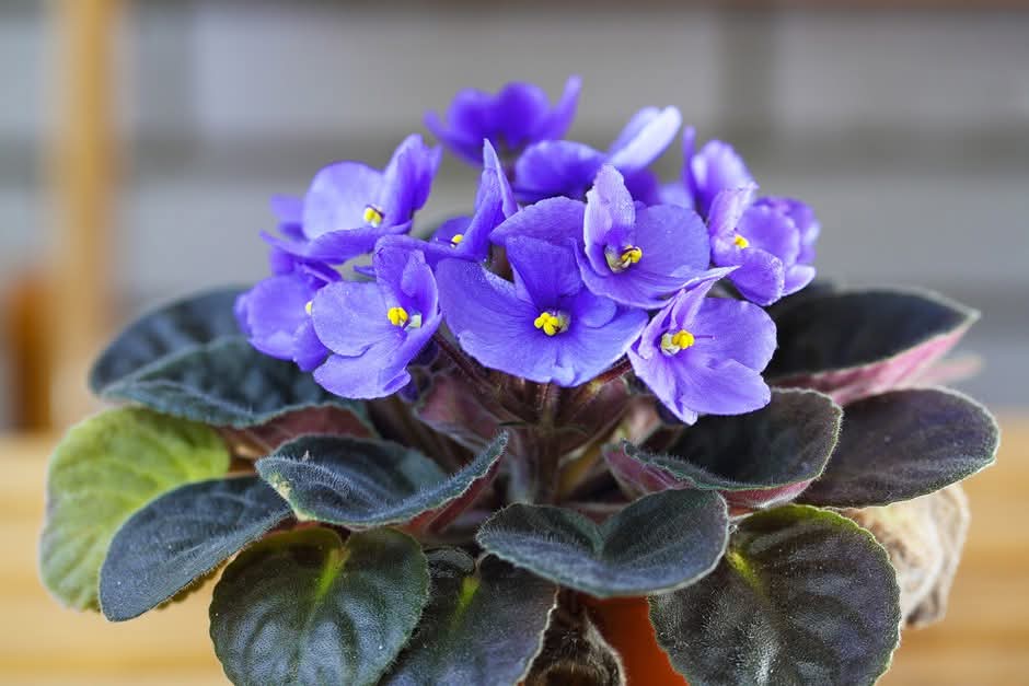 African Violet (Streptocarpus sect. Saintpaulia)