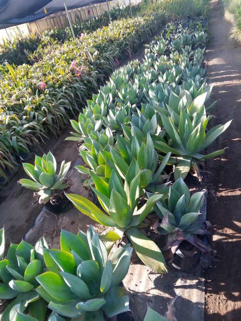 Agave Attenuata (Soft Agave / Lion's Tail)