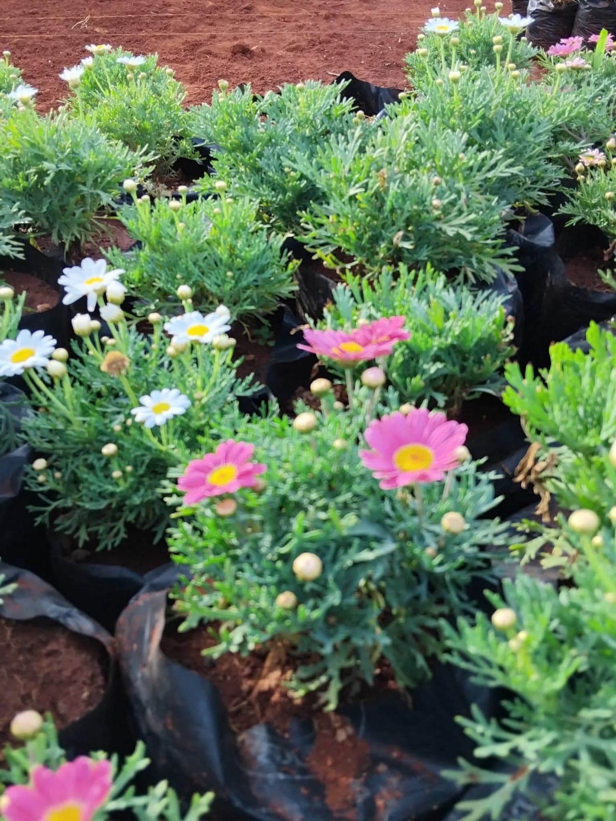 Marguerite Daisy (Argyranthemum frutescens)