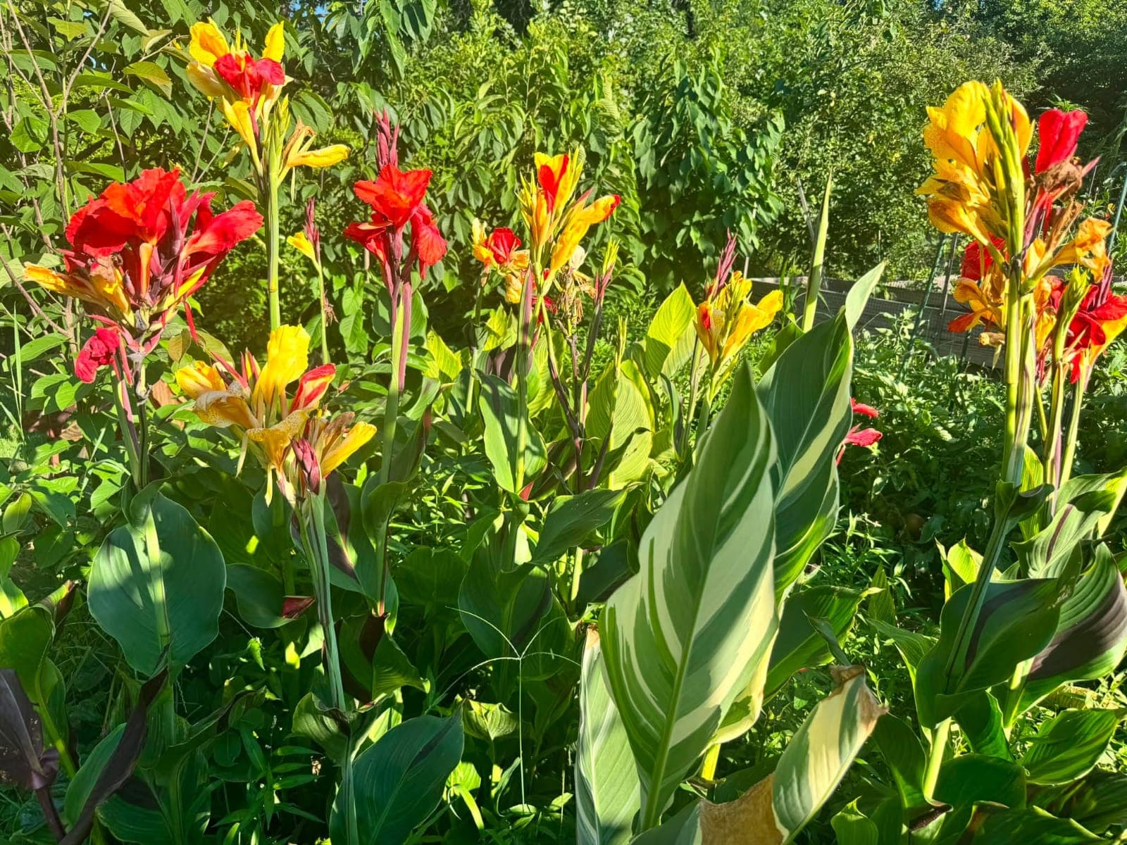 Canna Lilies (Canna indica)