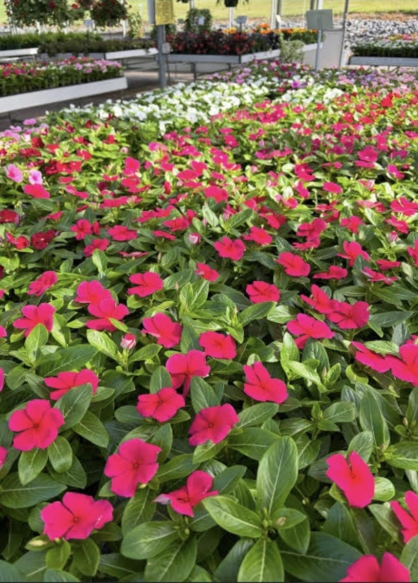 Vinca Rosa (Catharanthus roseus)