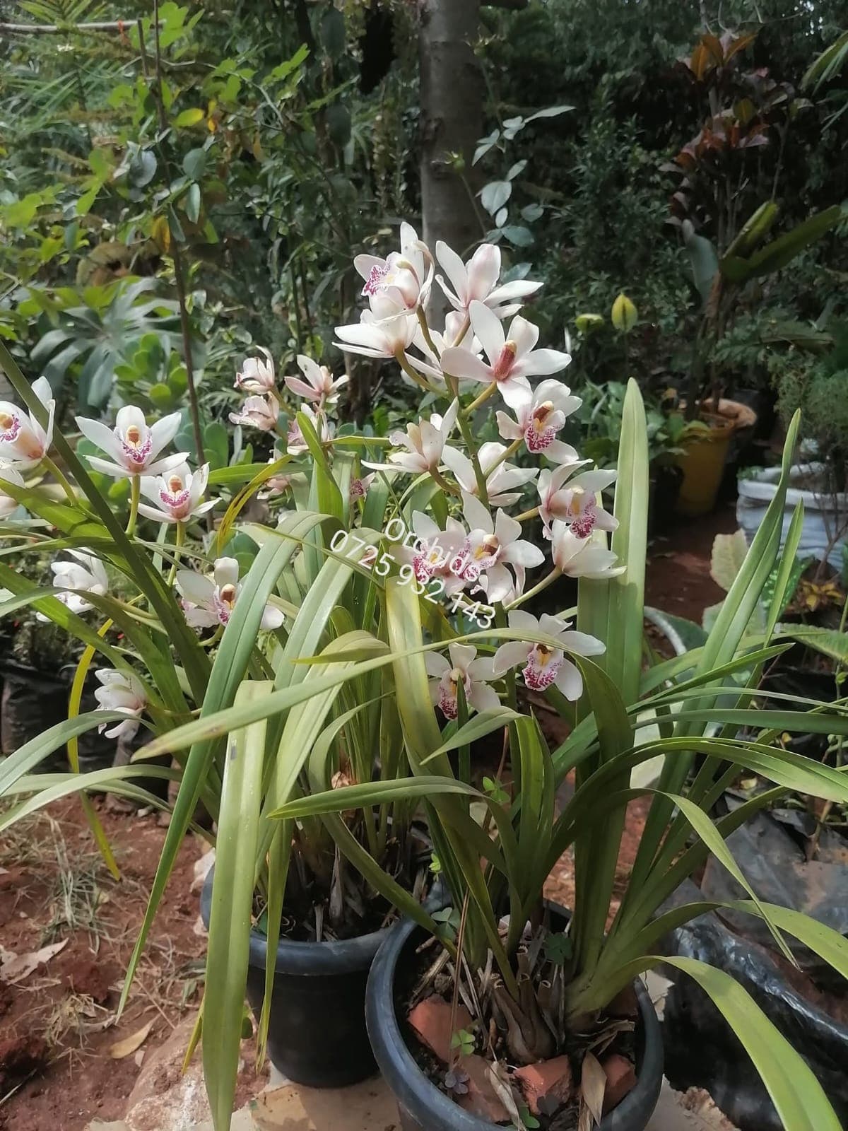 Cymbidium Orchids