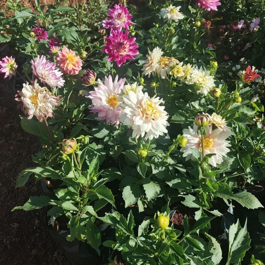 Dahlias (Dahlia spp.)