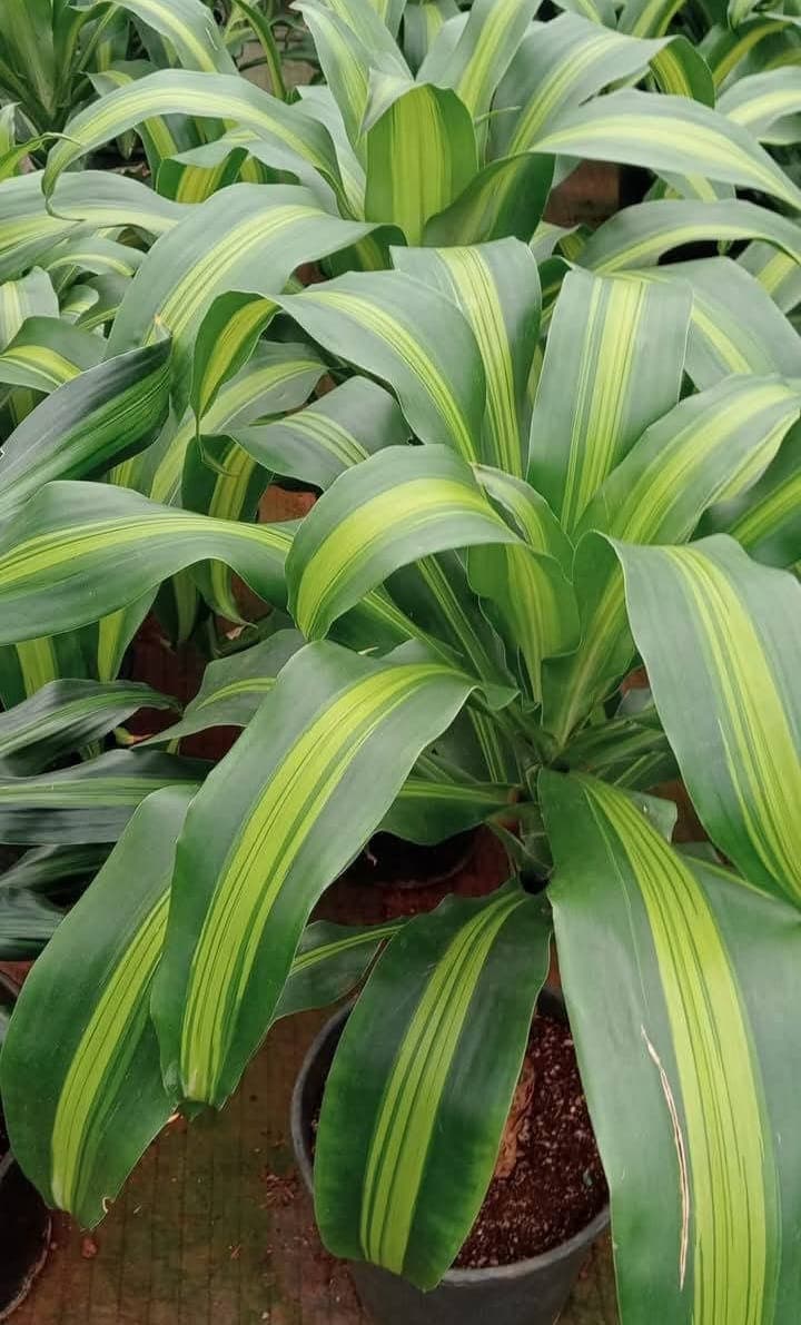 Dracaena Fragrans 'Massangeana' (Corn Plant)