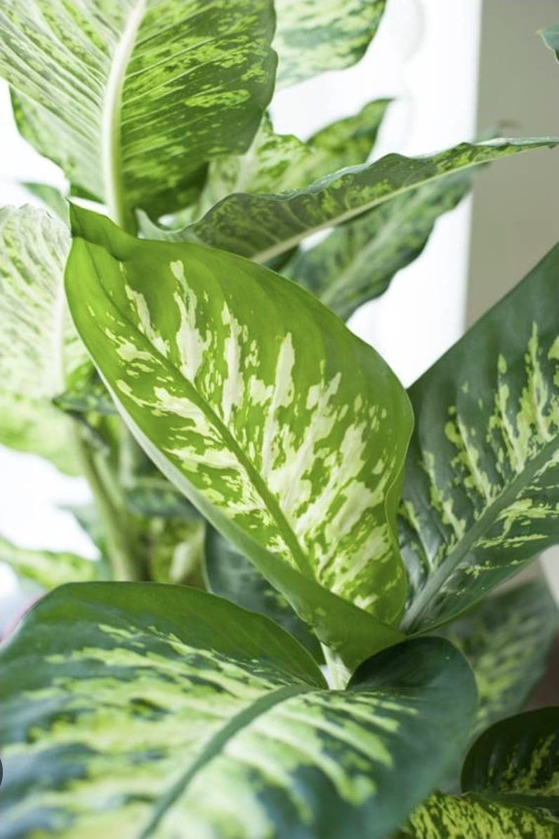 Dieffenbachia (Dumb Cane)