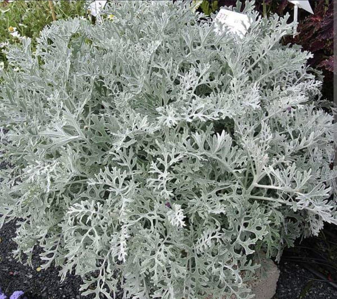 Dusty Miller (Senecio cineraria)