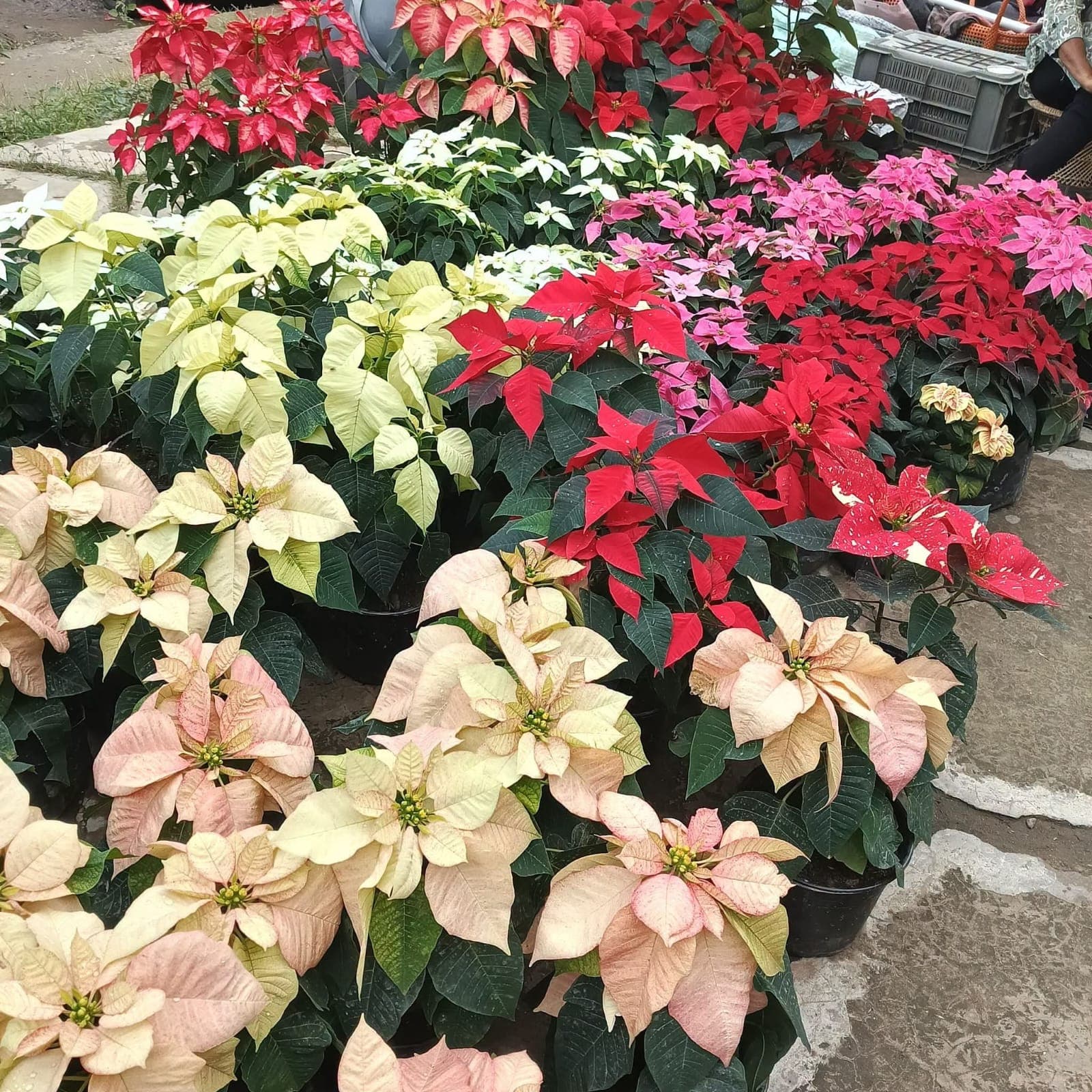 Poinsettia (Euphorbia pulcherrima)