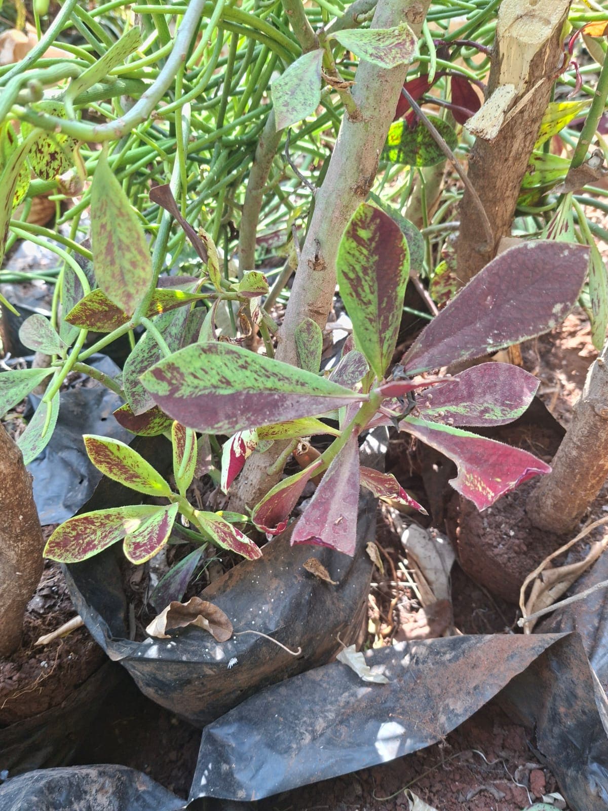 Euphorbia Umbellata (Pencil Cactus / Milk Bush)