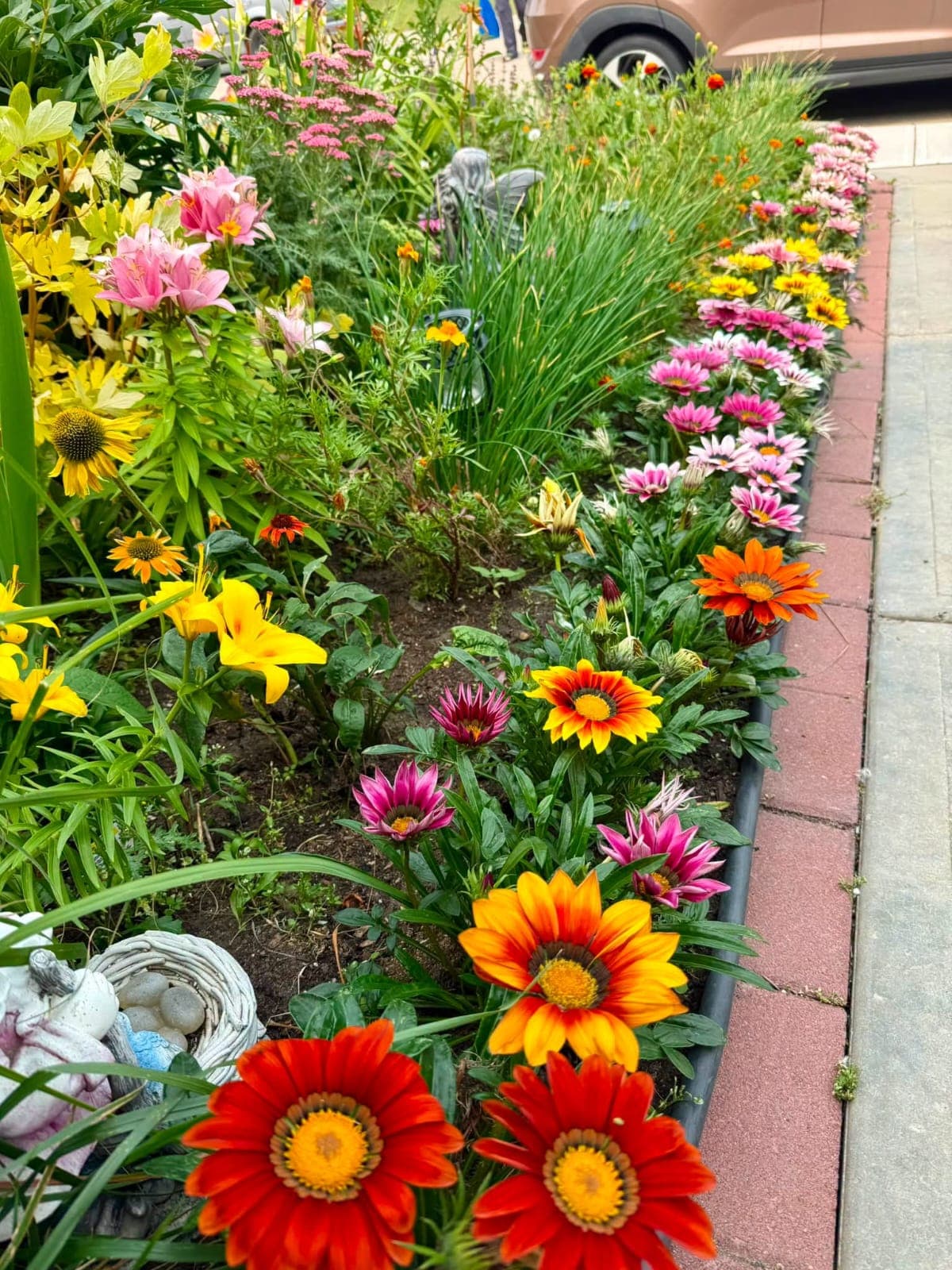 Gazania (Treasure Flower)