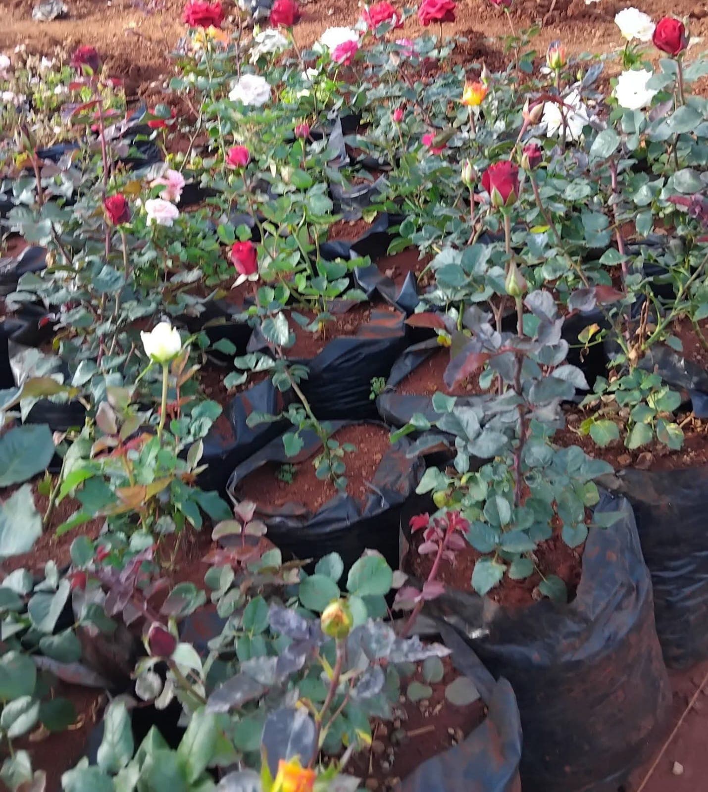 Grafted Roses (Rosa spp.)