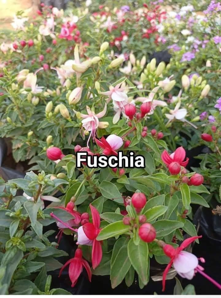 Hybrid Fuchsia