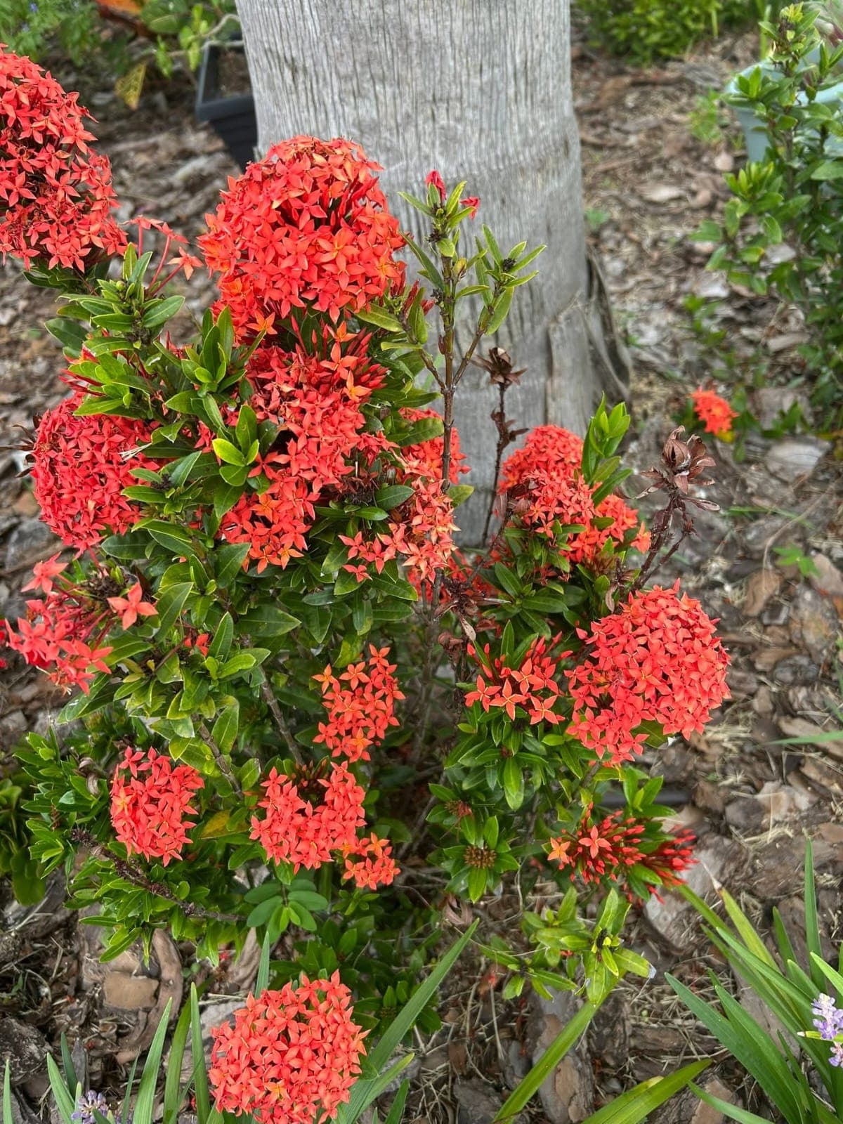 Ixora coccinea (Flame of the Woods)
