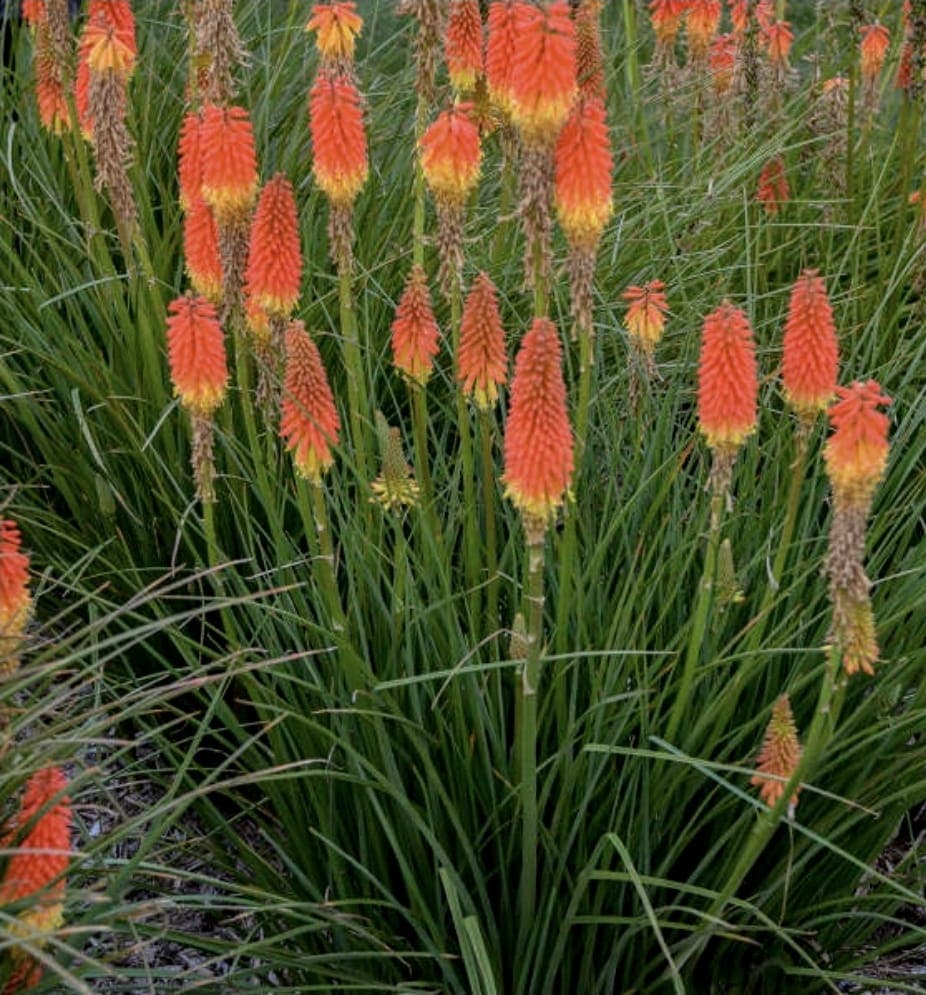 Kniphofia (Red Hot Poker)