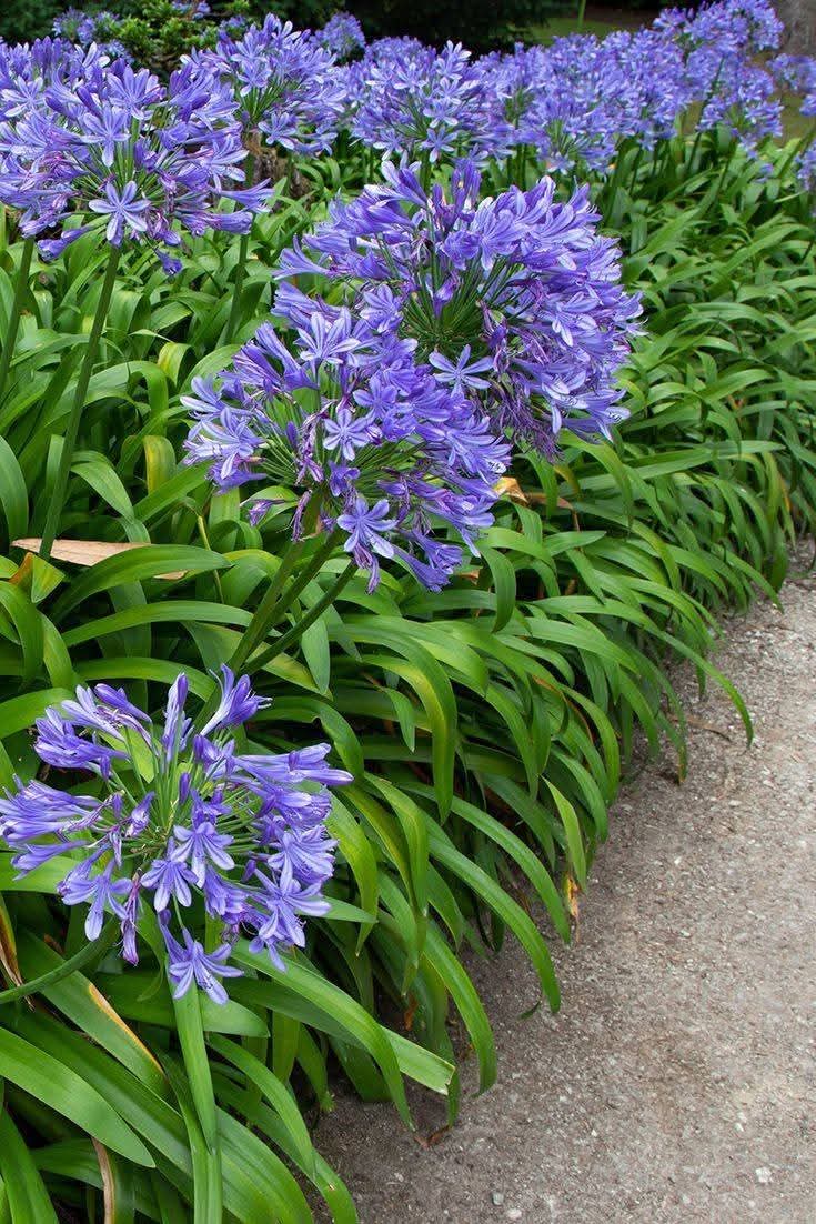 Lily of the Nile (Agapanthus africanus)