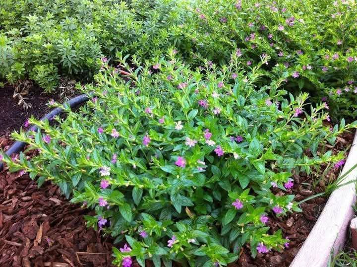 Mexican Heather (Cuphea hyssopifolia)
