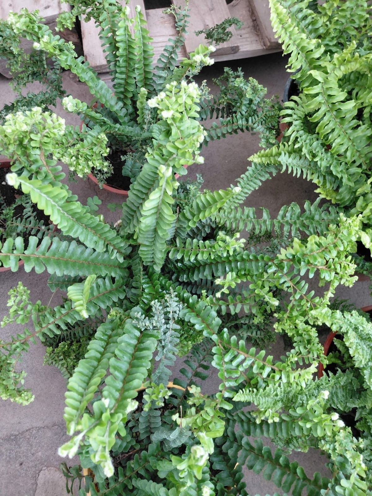 Sword Fern (Nephrolepis exaltata)