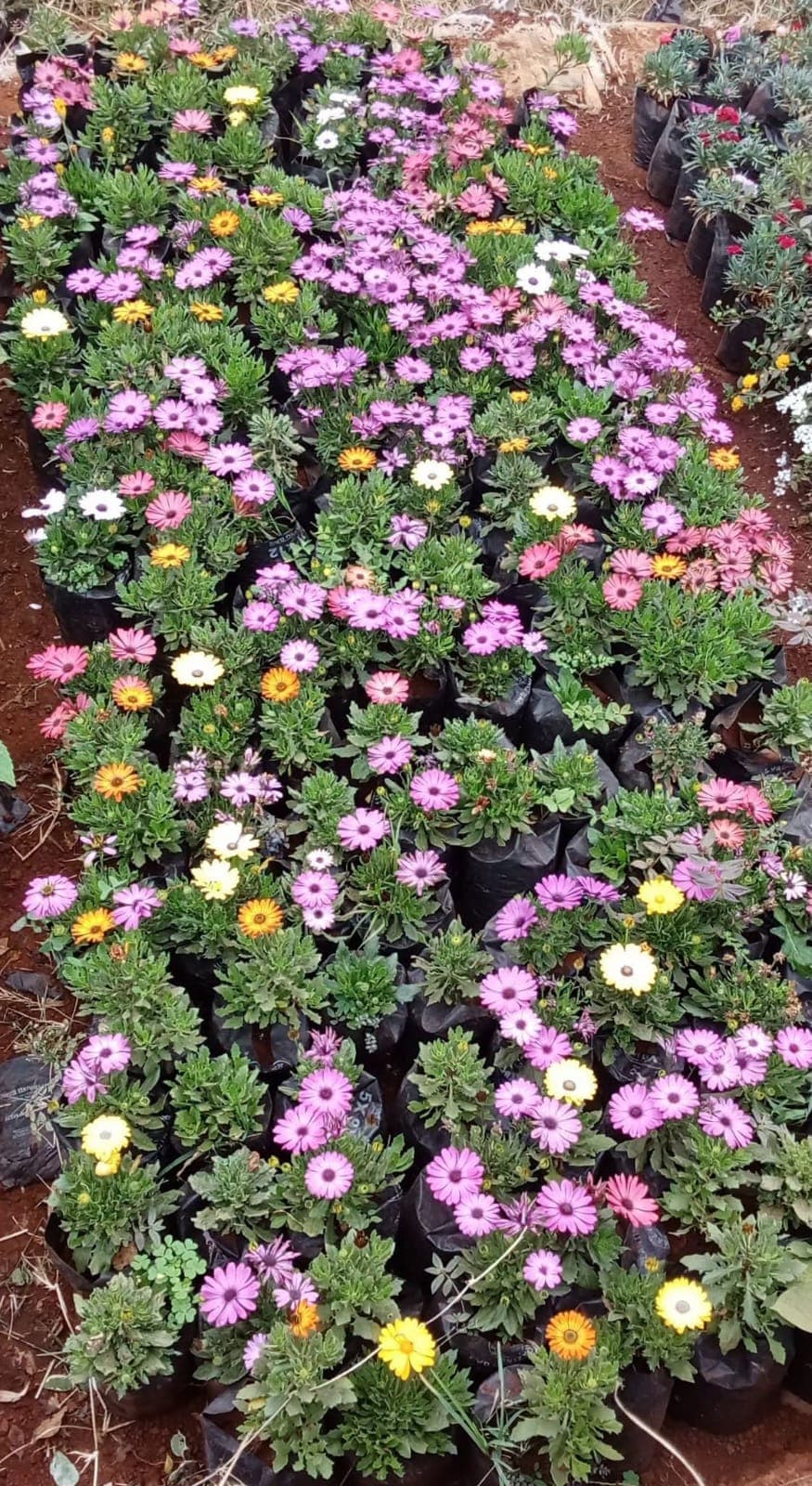 African Daisy (Osteospermum)