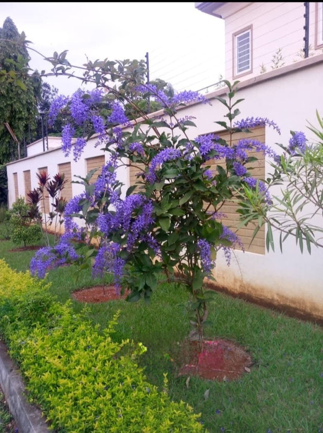 Petrea volubilis (Queen's Wreath / Purple Wreath)