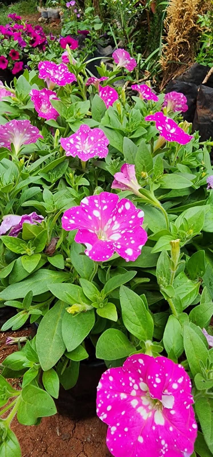 Petunias (Petunia x hybrida)