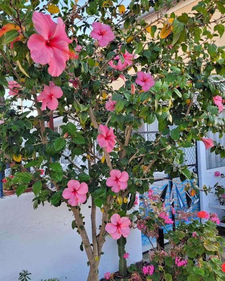 Pink Hibiscus (Hibiscus rosa-sinensis)