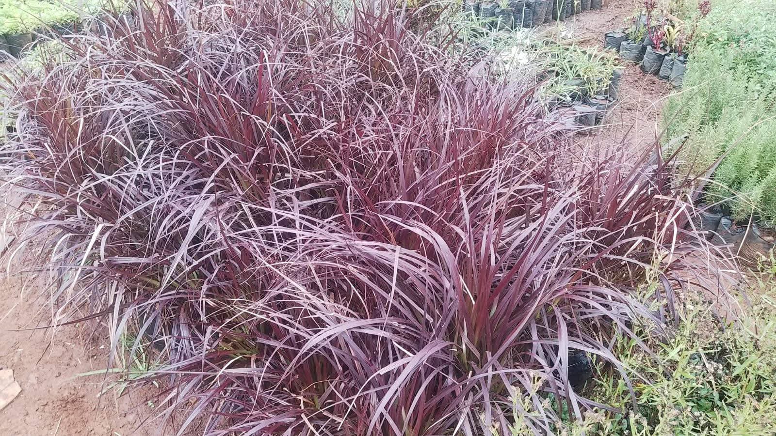 Purple Fountain Grass (Pennisetum setaceum 'Rubrum')