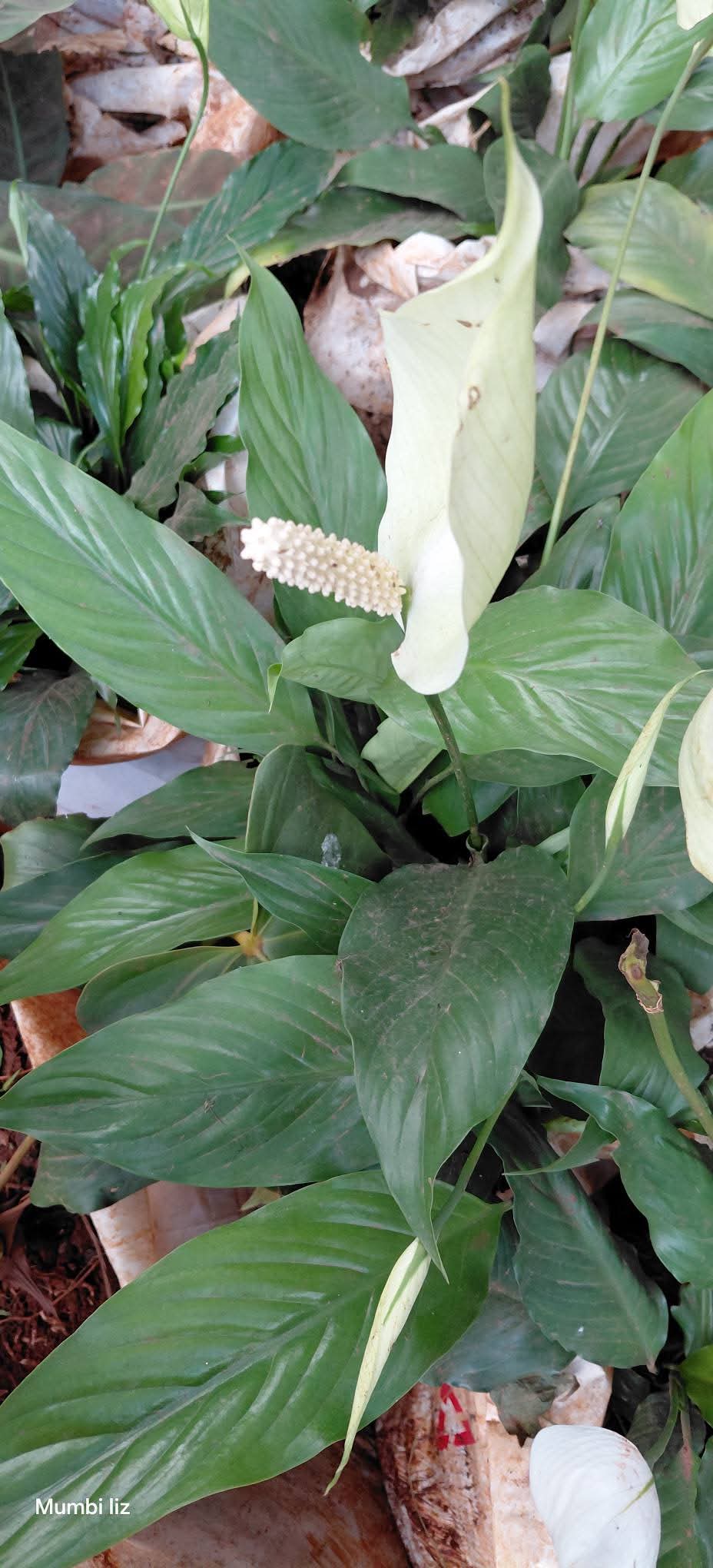 Peace Lily (Spathiphyllum wallisii)