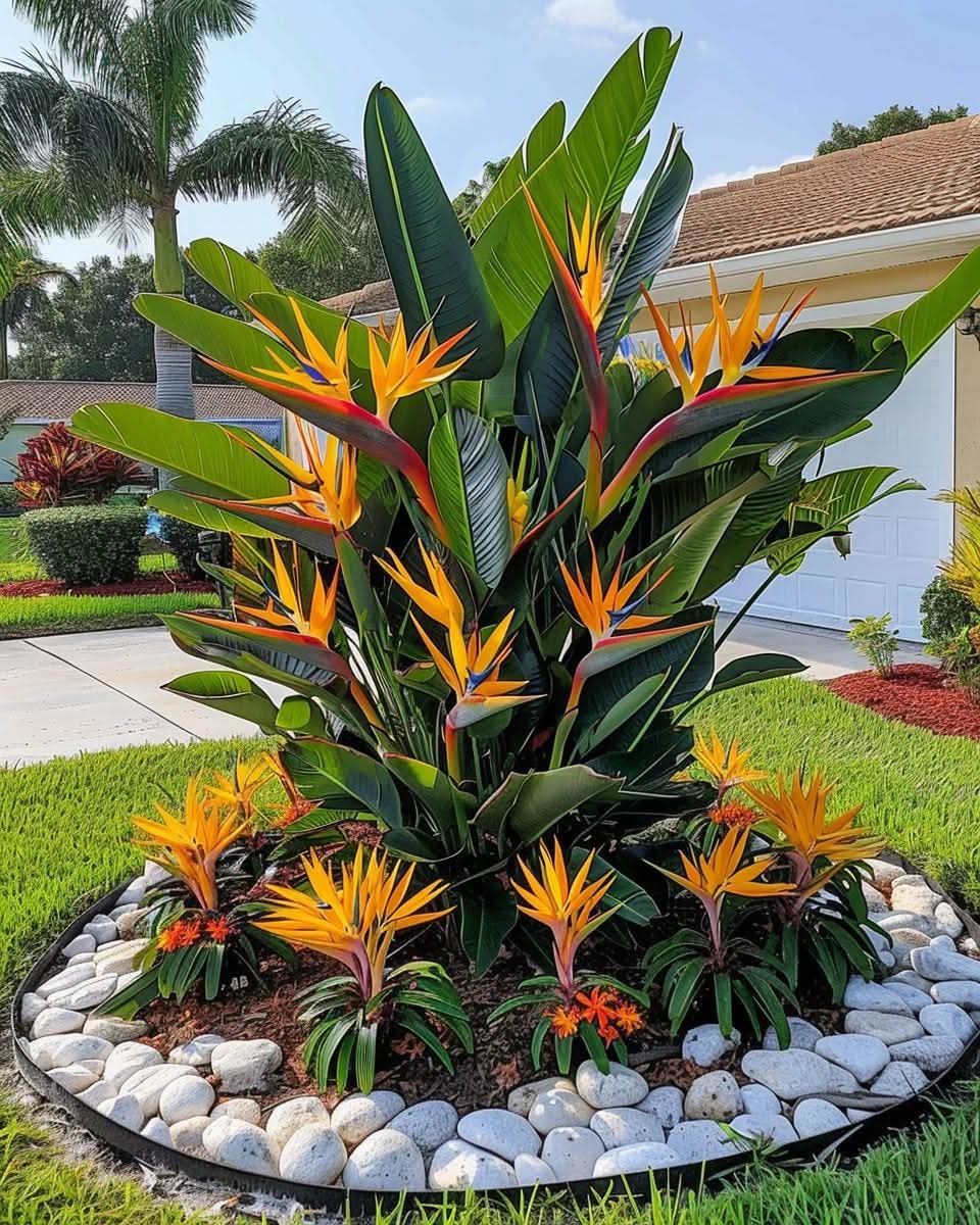 Bird of Paradise (Strelitzia reginae)