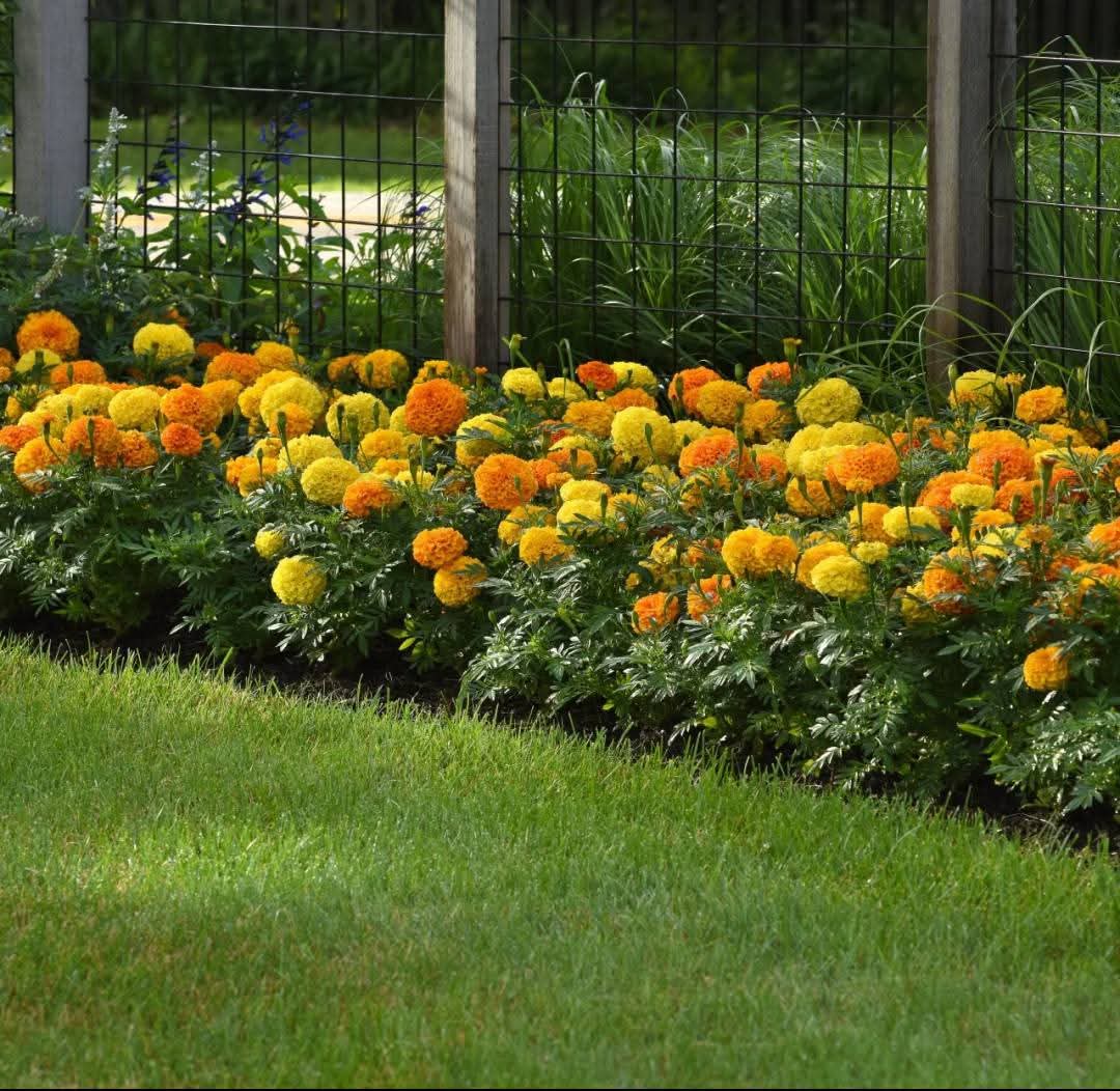 African Marigold (Tagetes erecta)