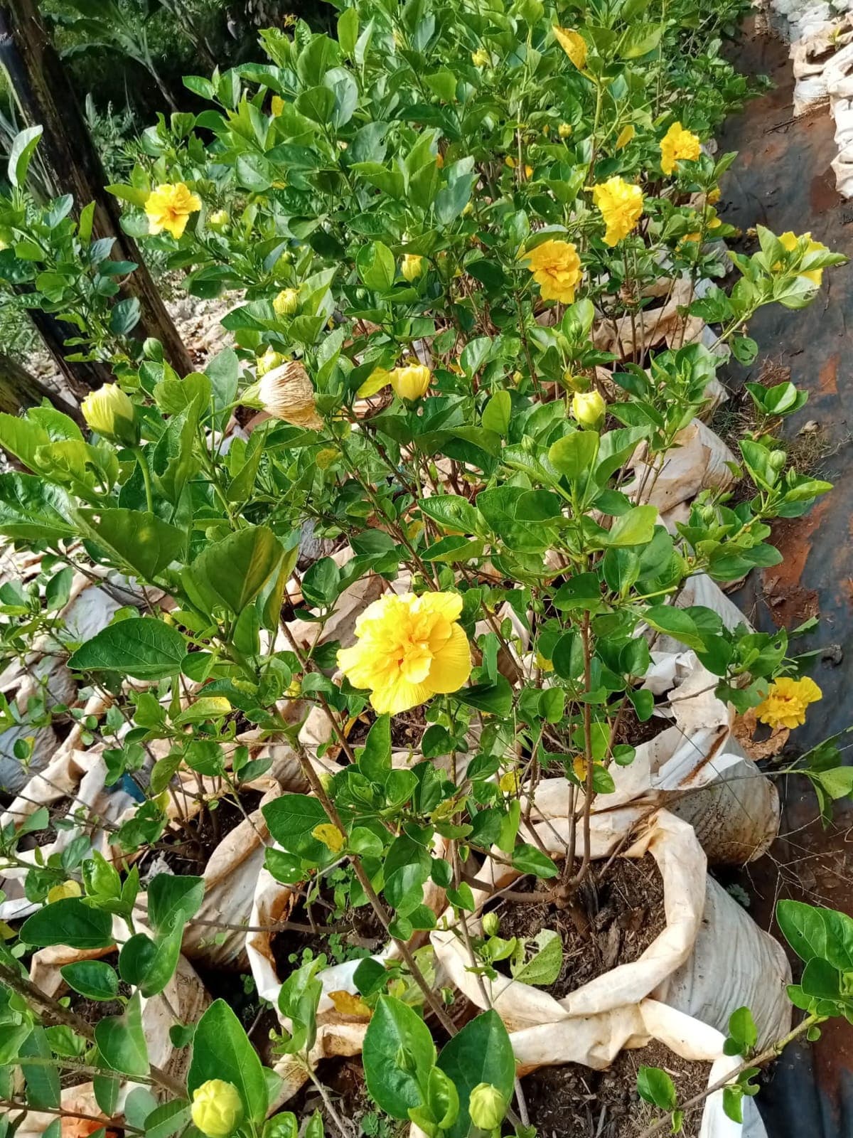 Yellow Hibiscus (Hibiscus rosa-sinensis)