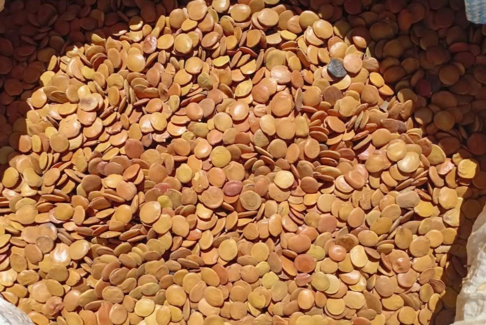 Gliricidia Seeds 1