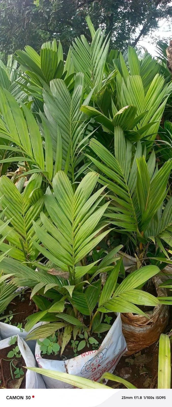 Pinanga Palm 1