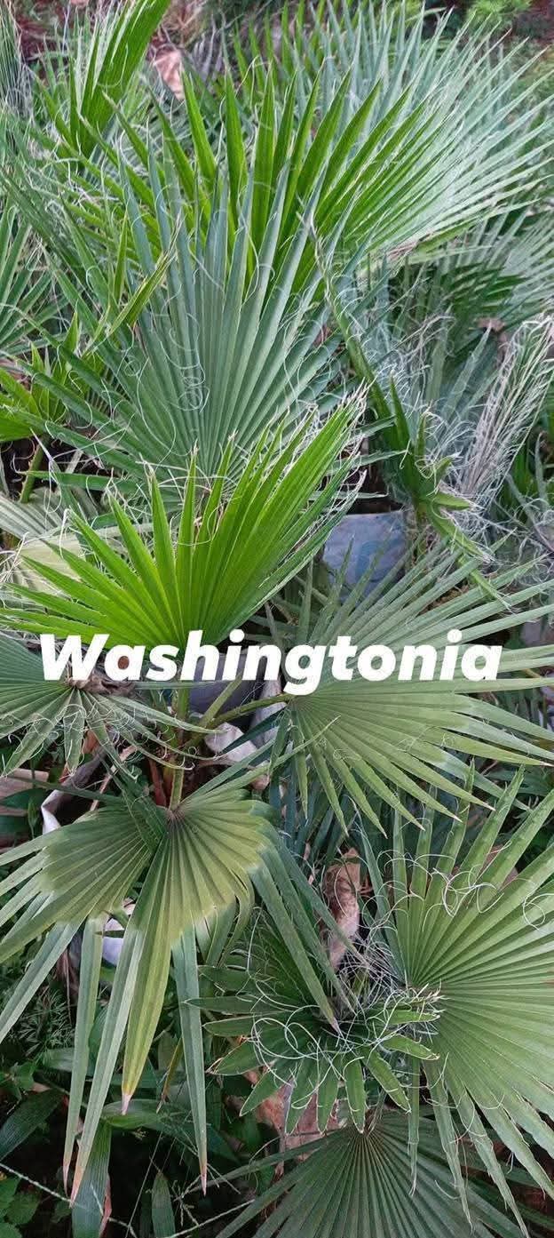 Washington Palm