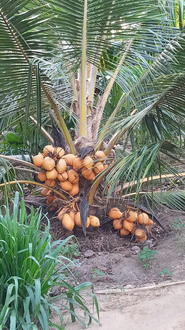 Dwarf Coconut Palm