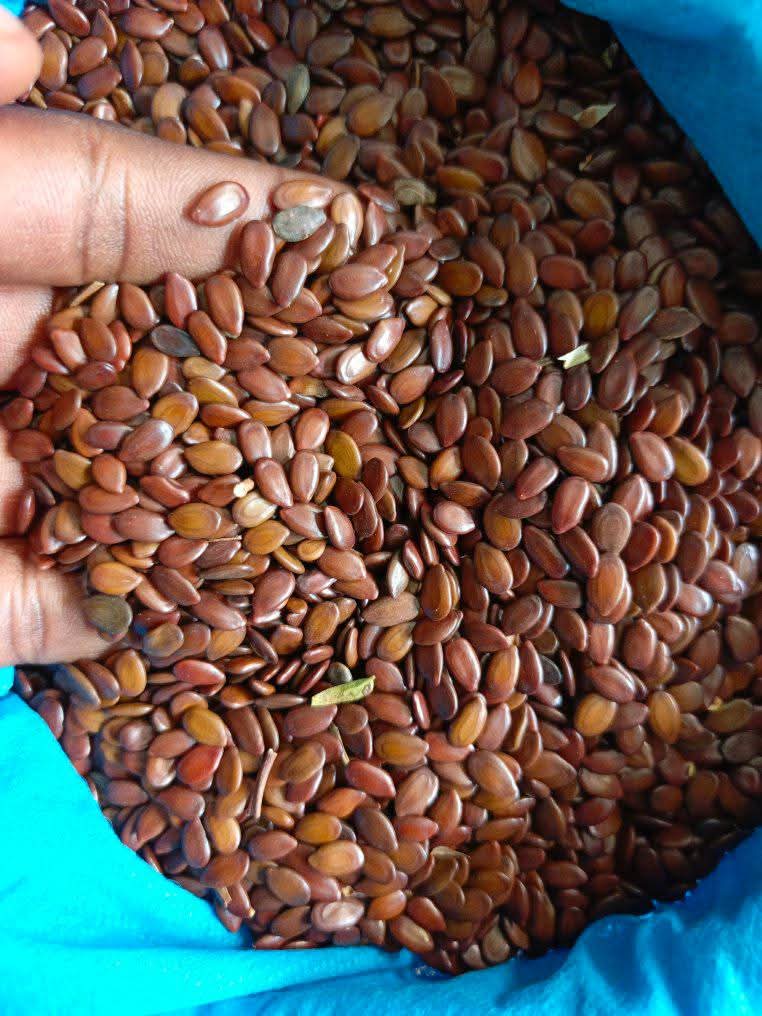 Leucaena Seeds 1
