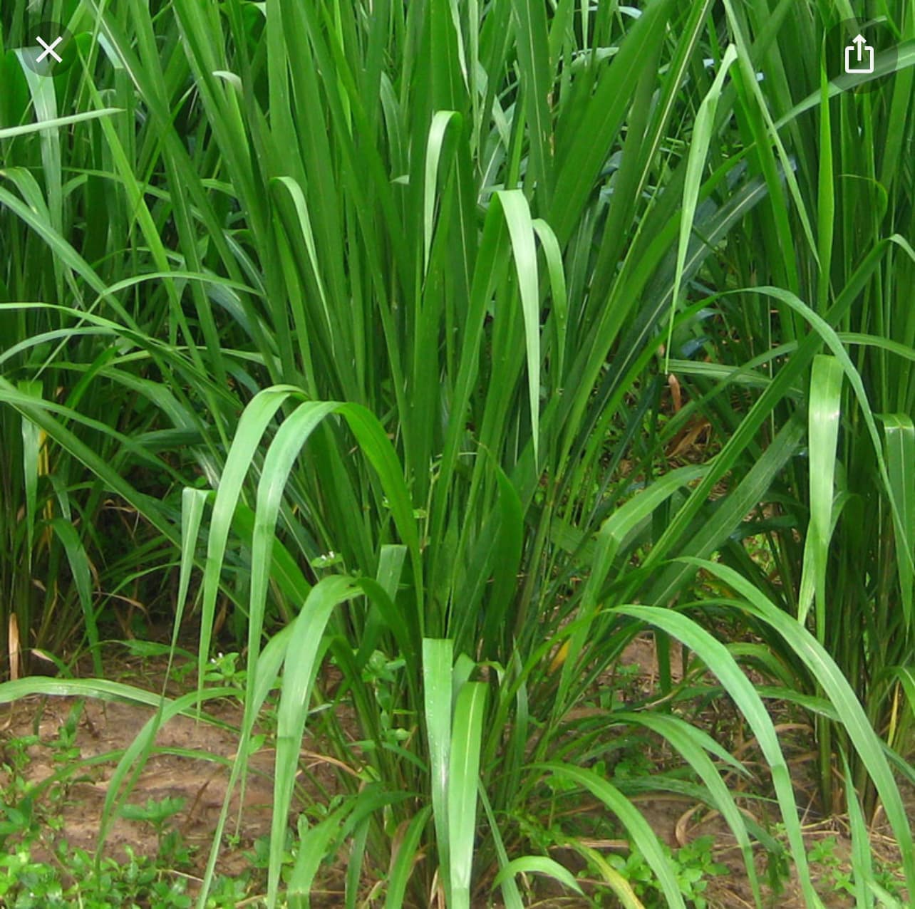 Mombasa Grass / Panicum Siambaza 1