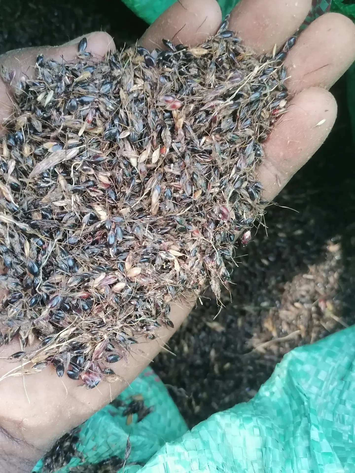 Sudan Grass Seeds 1