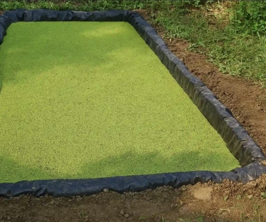 Azolla (Fairy Moss) 1