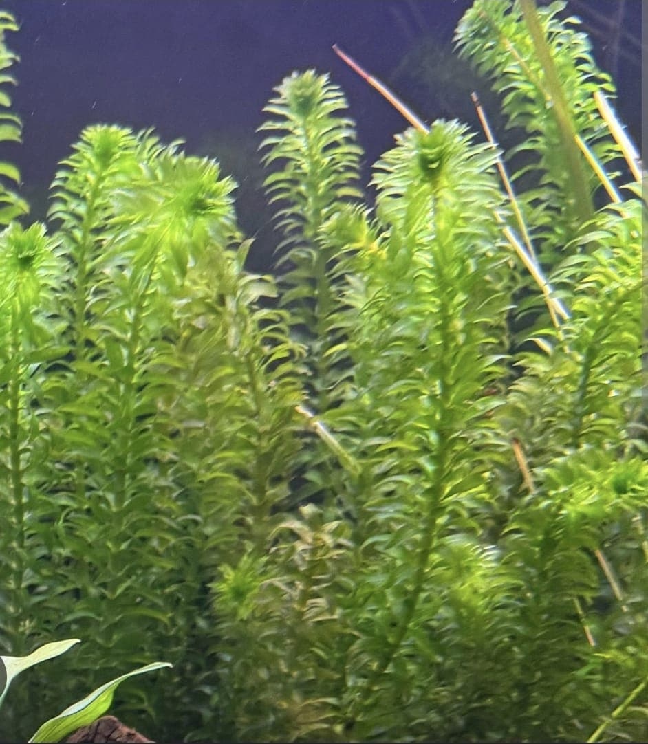 Elodea (Canadian Pondweed) 1