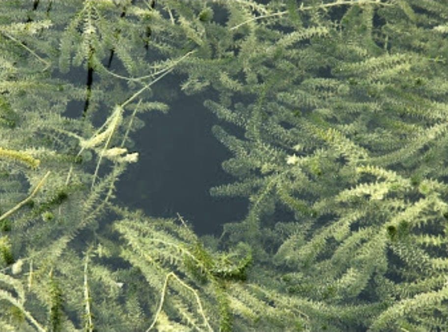 Hydrilla 1