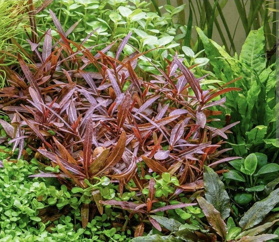 Hygrophila Salicifolia (Willow Leaf Hygrophila) 1