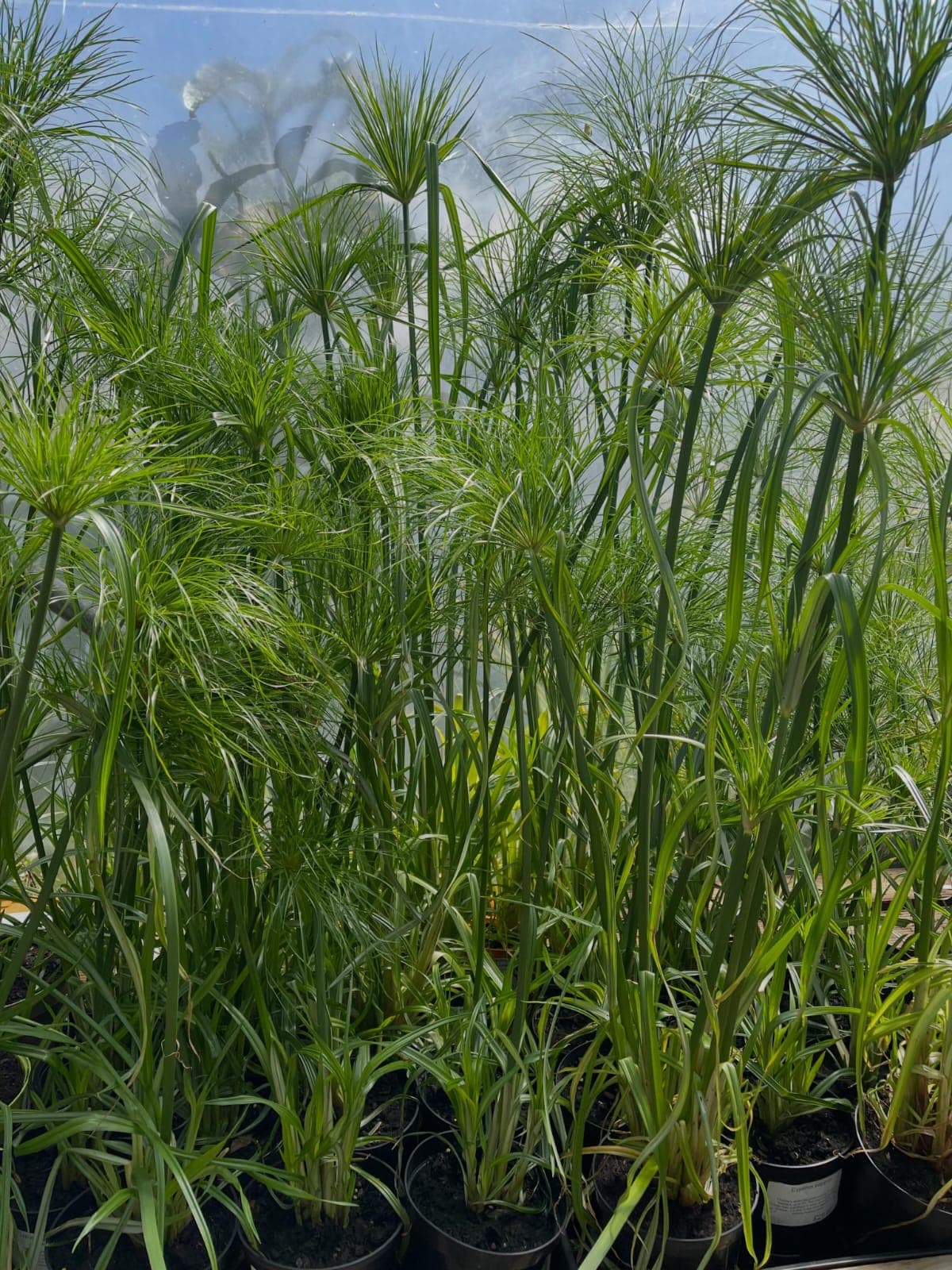 Papyrus (Cyperus papyrus) 1