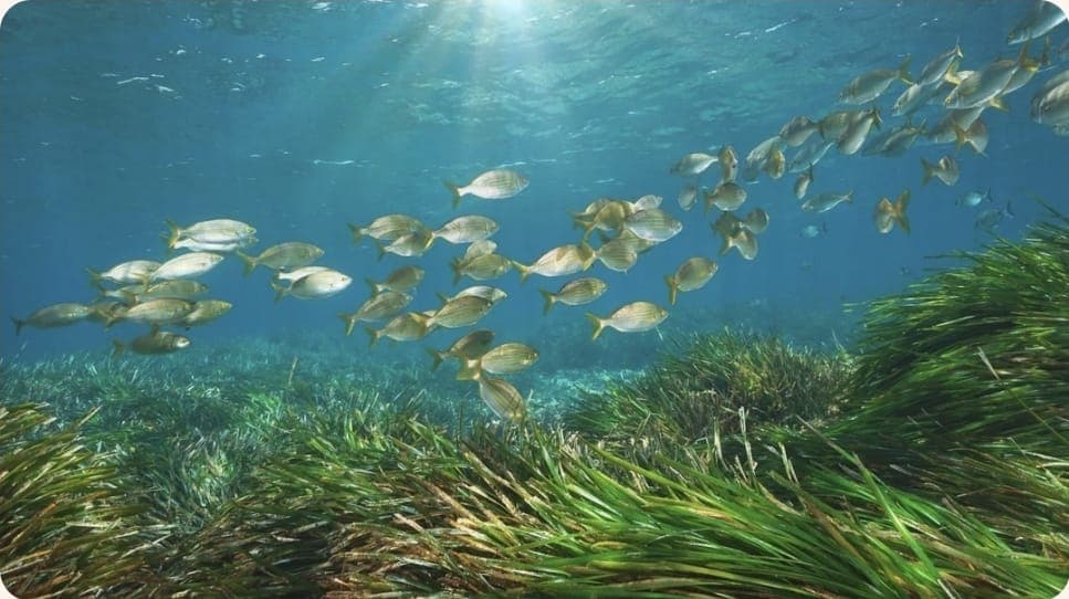 Sea Grass 1