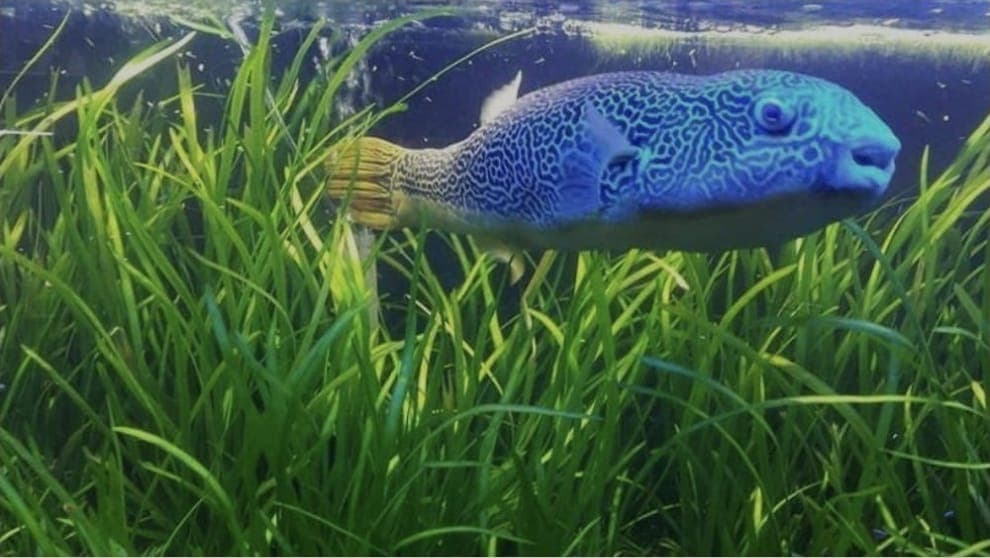 Vallisneria 1