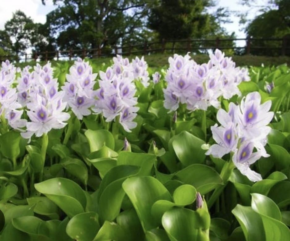 Water Hyacinth 1
