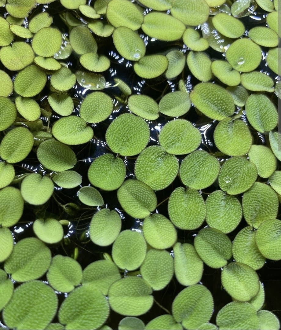 Water Spangles (Salvinia minima) 1