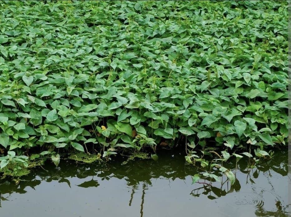 Water Spinach (Kangkong) 1