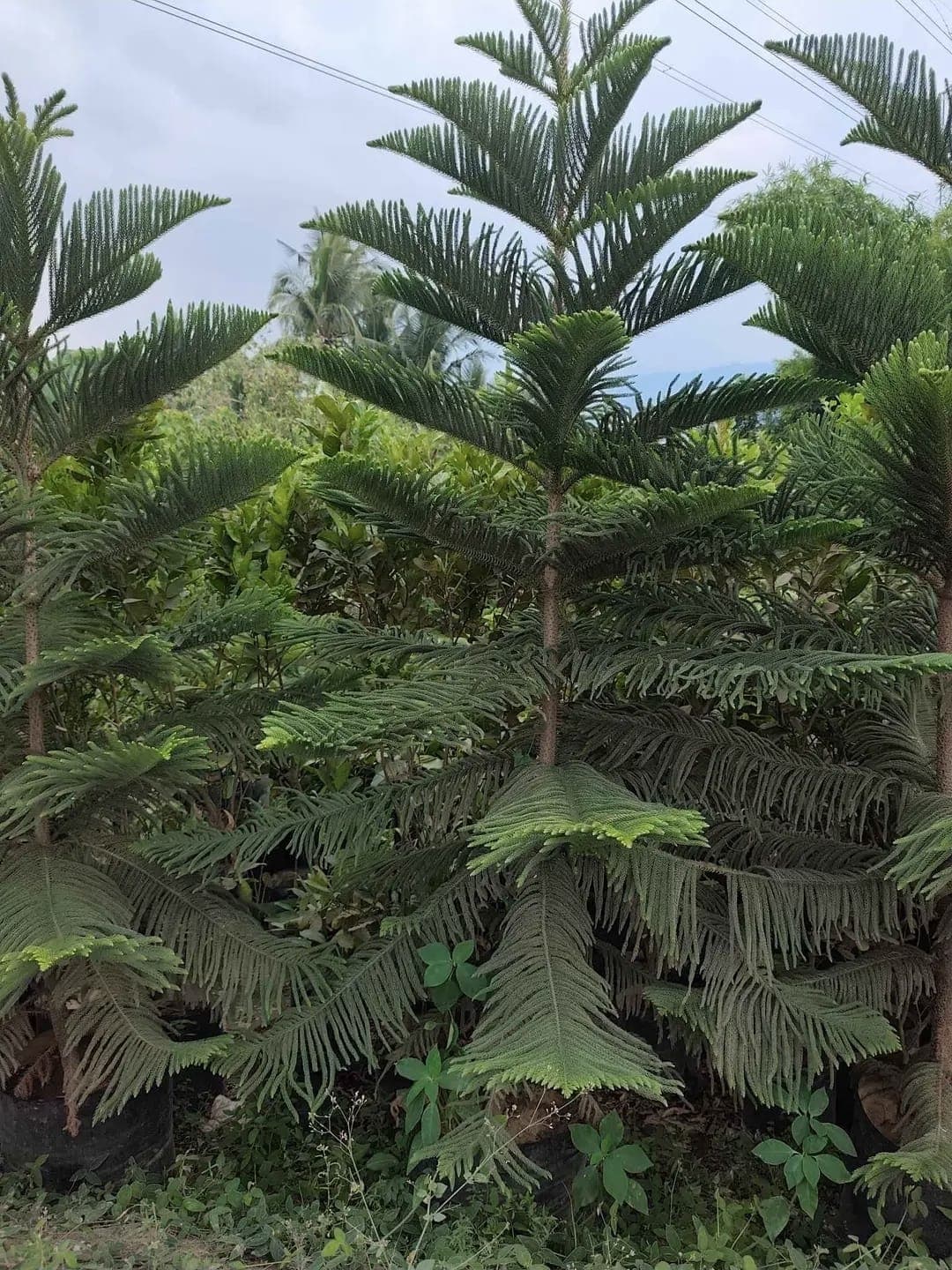 Araucaria Tree (Monkey Puzzle / Norfolk Island Pine) 1